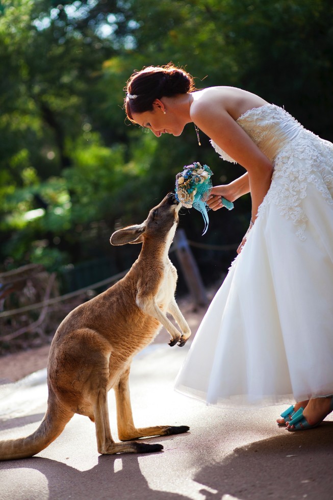 Perth Zoo - Inquisitive Kangaroo